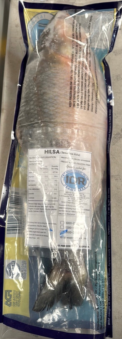 Frozen Hilsa (ငါးသလောက်) (Tenualosa ilisha) (Whole) (GGS) (8/10) (15Kg)