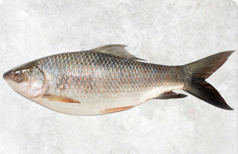 Frozen Rohu Labeo Fish (2/3 up) Kg